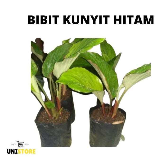 

Terlaris Bibit Kunyit Hitam Asli Bergaransi (Curcuma Caesia)