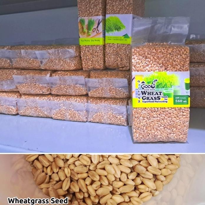 

Terlaris H3R. Bibit Wheatgrass Goodseed 560Ml, Benih Microgreen / Biji Rumput Gandum