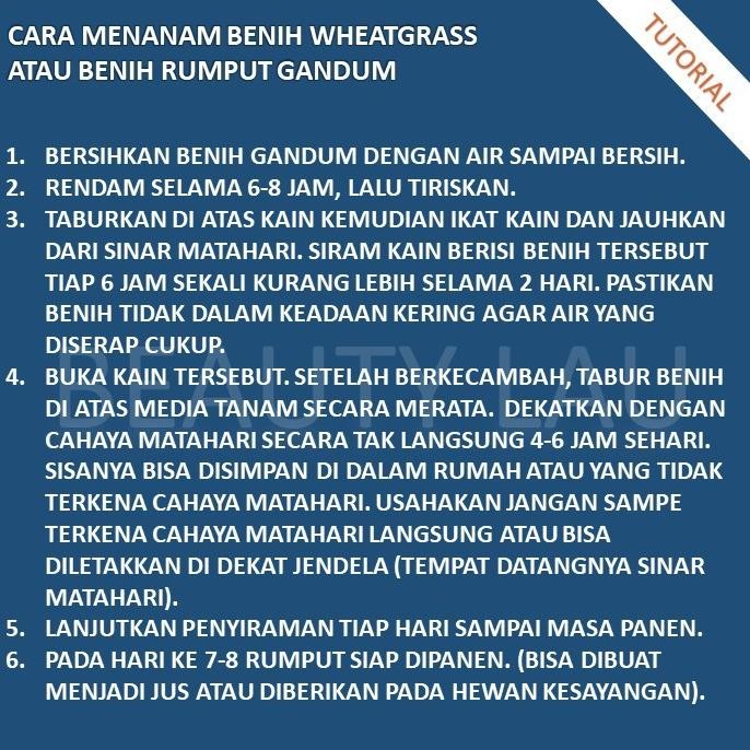 

Terlaris [Grosir] Benih Wheatgrass 1Kg Bibit Rumput Gandum Kucing Microgreen