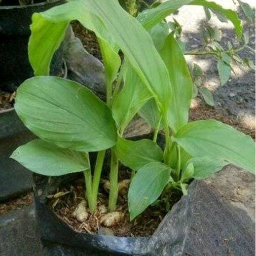 

Terlaris Bibit Kunyit Unggul Siap Tanam - Cocok Untuk Budidaya & Rumahan - Bubuk, Herbal