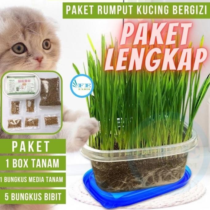 

Terlaris Sale Paket Menanam Rumput Gandum Wheat Grass Catgrass Biji Benih Bibit