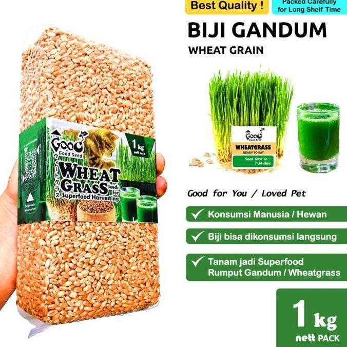 

Terlaris Muurah!! Goodseed - Biji Gandum (Benih Wheatgrass) Superfood Rumput