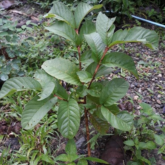 

Terlaris Bibit Jambu Biji Anti Mencret