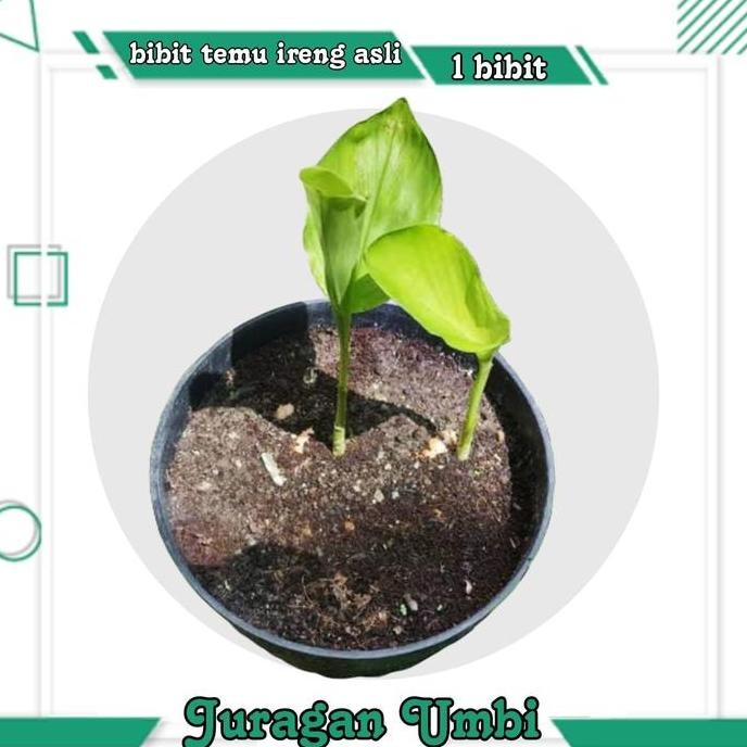 

Terlaris Temu Ireng Asli Kunyit Hitam / Bibit Temu Ireng