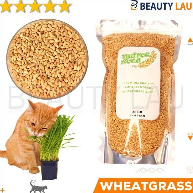 

Terlaris Benih Wheatgrass 1Kg Bibit Rumput Gandum Untuk Kucing Biji Wheat Grass