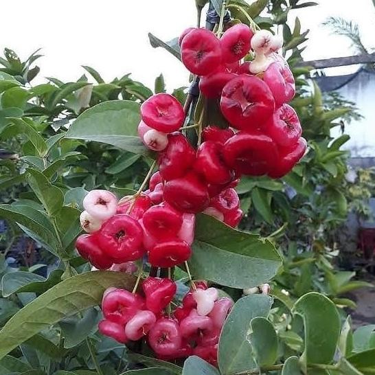 

Terlaris Tanaman Bibit Jambu Air Kancing