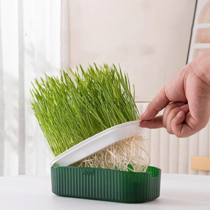 

Terlaris Id | Free 80G Seed Pot Rumput Kucing Wadah Tanam Benih Gandum Wheatgrass Cat Grass Planter Seed Kit
