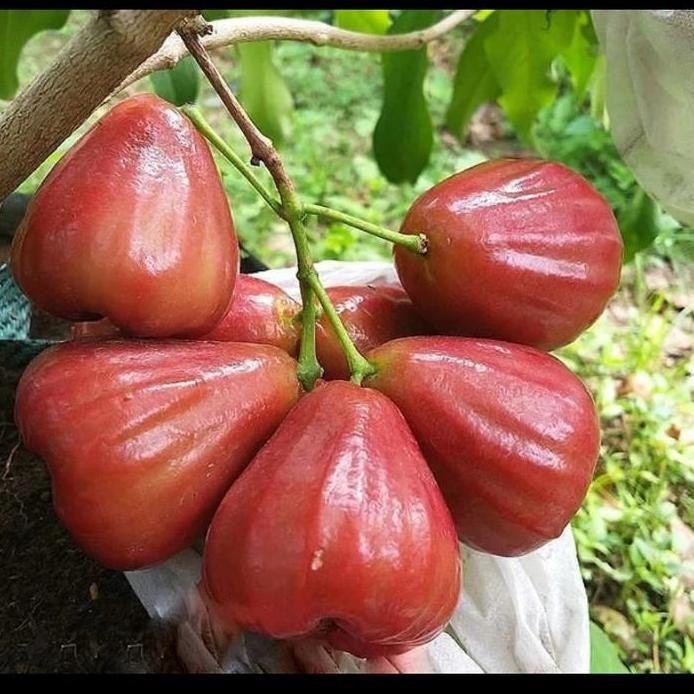 

Terlaris Bibit Tanaman Jambu Air Dalhari Super Manis / Jambu Merah Unggul