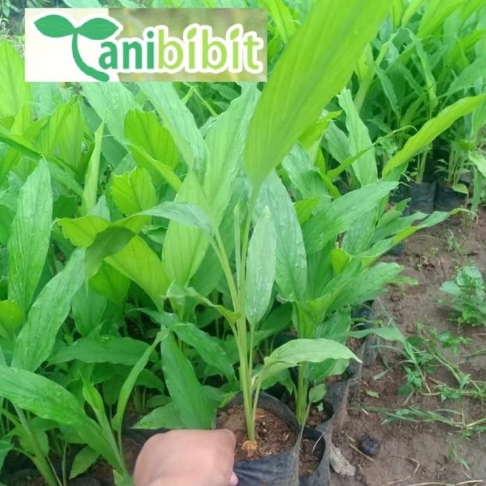 

Terlaris Ready Jt Bibit Pohon Kunyit Tanaman Herbal Dan Bumbu Masak