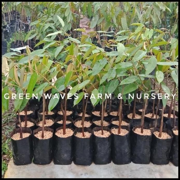 

Terlaris Bibit Durian Kunyit Balik Pulau (D218) 40 Cm - 50 Cm Original Best Quality Termurah