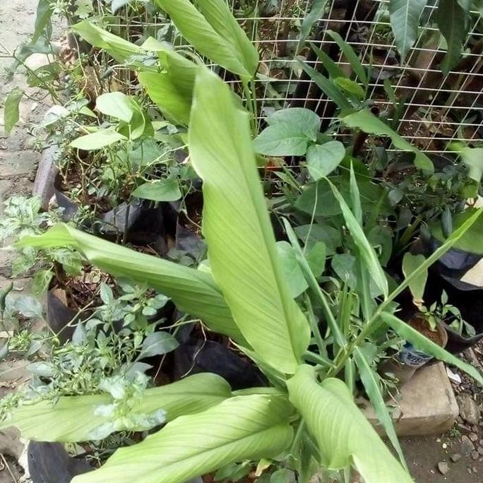 

Terlaris Pabrik Pohon Bibit Kunyit Biang Herbal
