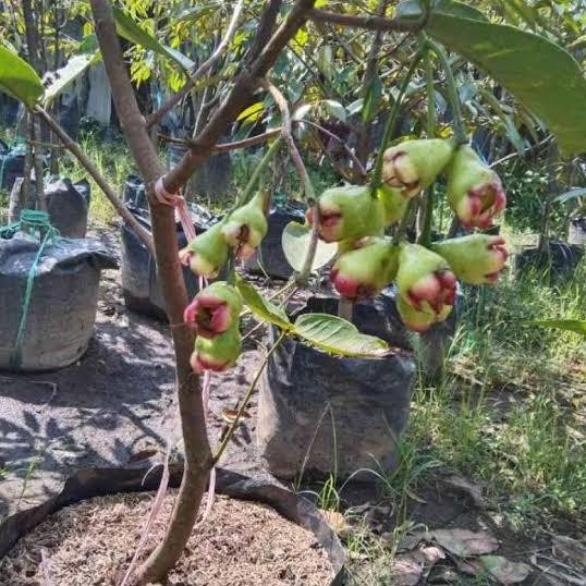 

Terlaris Bibit Pohon Jambu King Rose Sudah Berbunga/Berbuah