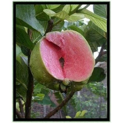 

Terlaris Paket 5 Bibit Pohon Jambu Sukun Merah