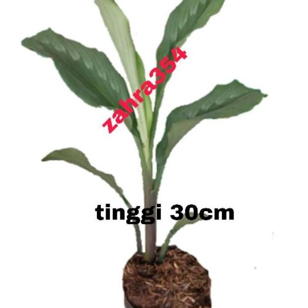 

Terlaris Bibit // Tanaman Kunyit Putih // Kunir Putih // Tanaman Herbal //
