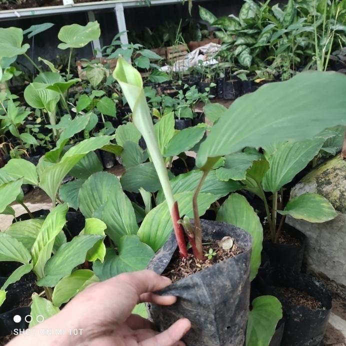 

Terlaris Paket Grosir 10 Bibit Kunyit Hitam Asli (Curcuma Caesia) 100% Ori