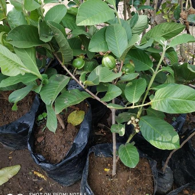 

Terlaris Bibit Jambu Kristal Berbunga Berbuah