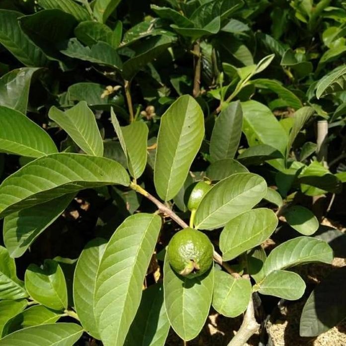 

Terlaris Bibit Tanaman Buah Jambu Kristal Berbuah Atau Berbunga