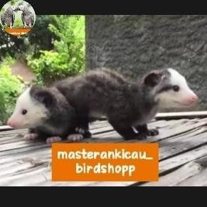 TERBARU - baby musang mozaik rawatan imut langka istimewa