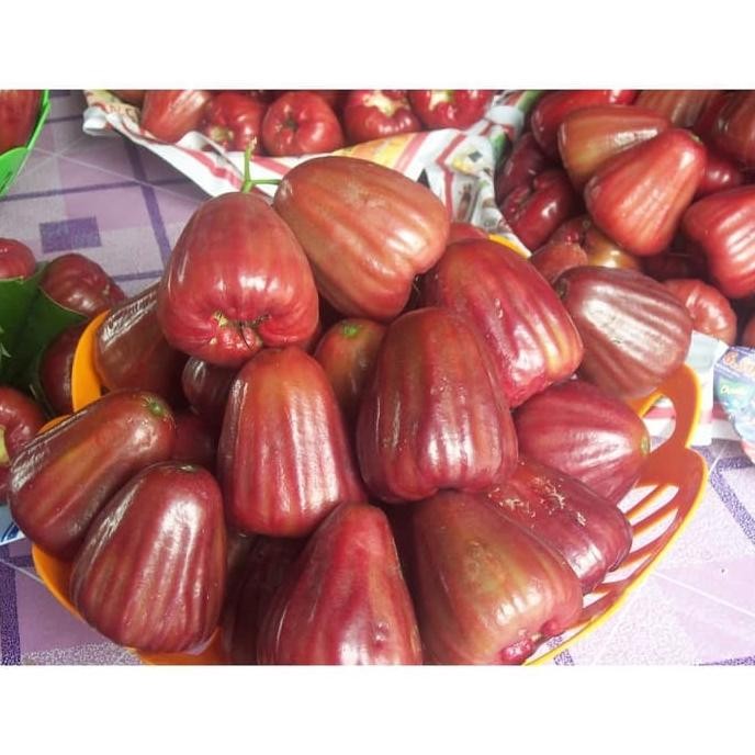 

Terlaris Bibit Jambu Air Dalhari Super