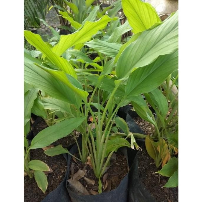 

Terlaris Bibit Pohon Kunyit Kuning - Kunyit Herbal - Kunyit Masak