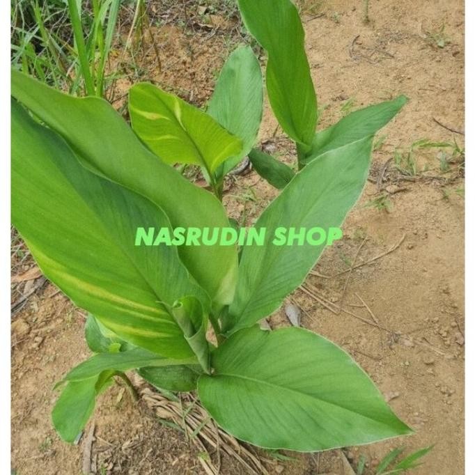 

Terlaris Bibit Kunyit Sayur Kunyit Kuning Siap Tanam Tmgrk