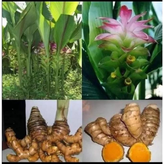 

Terlaris Bibit Tanaman Temulawak Kunyit Hutan Herbal [Termurah]