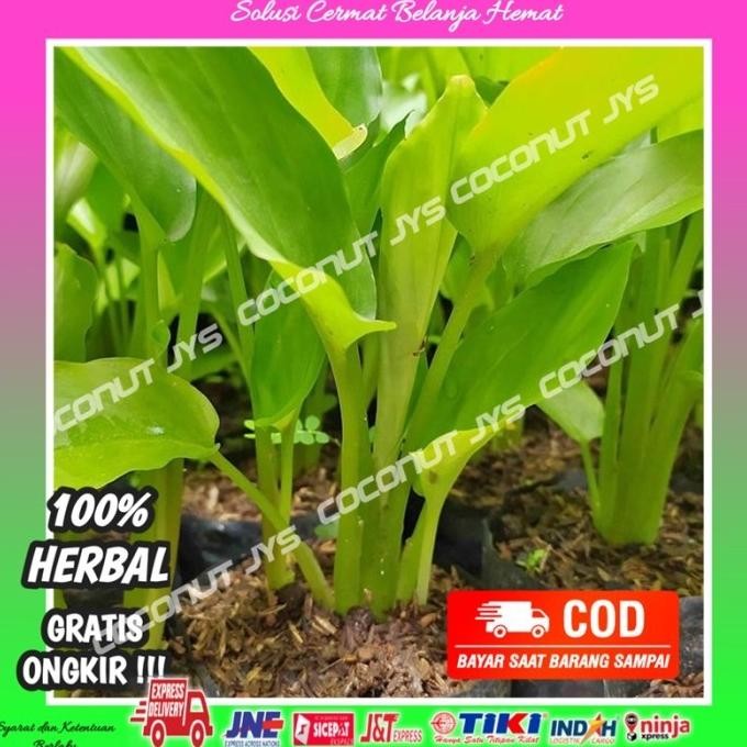 

Terlaris Benih Kuning Kunyit Segar Obat Herbal Bibit Benih Tanaman Kunyit Hrbl