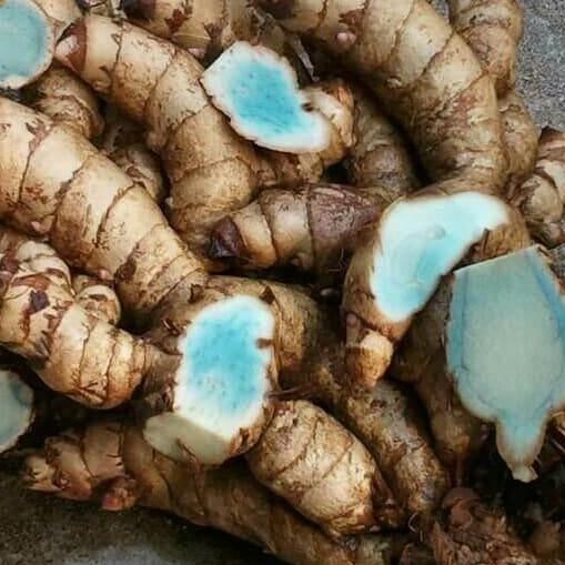 

Terlaris Bibit Umbi Kunyit Hitam Lokal 1 Kg