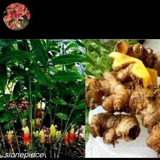

Terlaris Bibit Temulawak Kunyit Temulawak Herbal