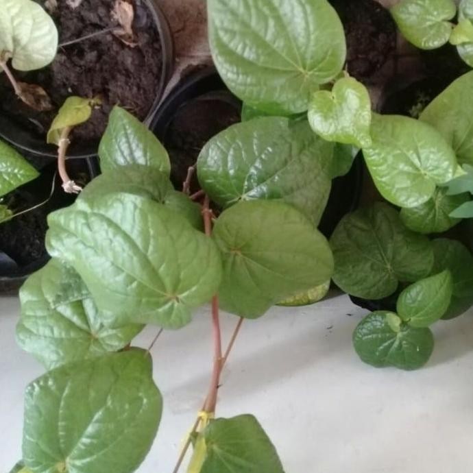 

Terlaris Bibit Tanaman Obat Daun Sirih Hijau Pohon Sirih Ijo Tanaman Herbal