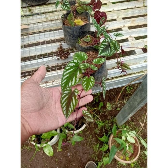 Terlaris Bibit Tanaman Daun Sirih Keraton Merah - Sirih Keraton