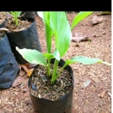 

Terlaris Bibit Kunyit Bumbu Siap Tanam 3 Pcs