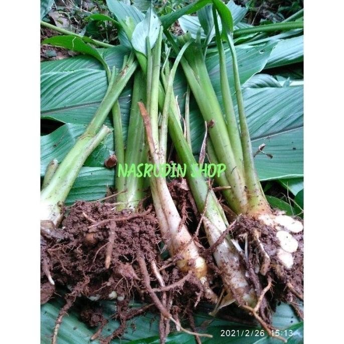 

Terlaris Bibit Temu Putih Paket 20 Batang Bukan Kunyit Putih