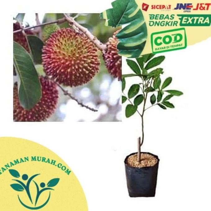 Bibit Rambutan Rapiah Pohon Rambutan Bibit Buah Rambutan Rapiah UNGGULAN