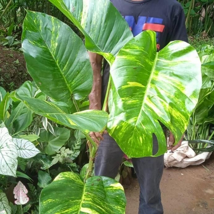 

Terlaris Promo Bibit Bonggol Sirih Gading Varigata Jumbo Epipremnum Aureum