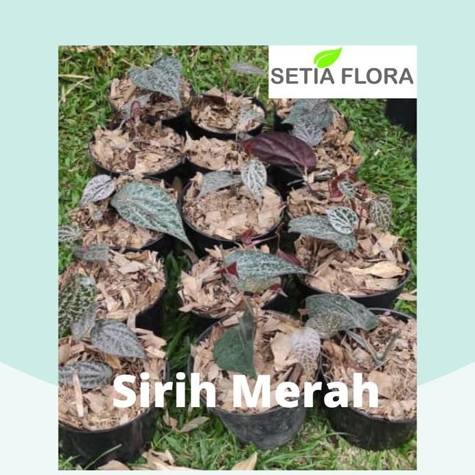

Terlaris Tanaman Herbal Pohon Bibit Sirih Merah/ Piper Ornatum