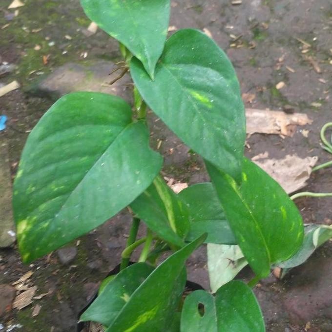 

Terlaris Bibit Tanaman Hias Sirih Gading Tanaman Hias Gantung