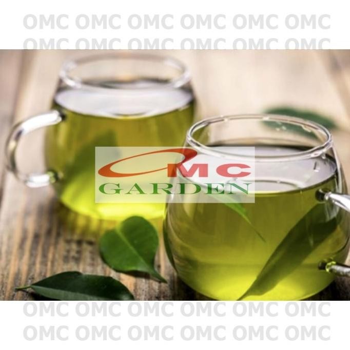 

Terlaris Bibit Pohon Daun Sirih Hijau Tanaman Hias Minuman Obat Herbal Ds-2030
