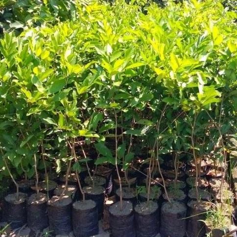 bibit tanaman buah rambutan aceh unggul UNGGULAN