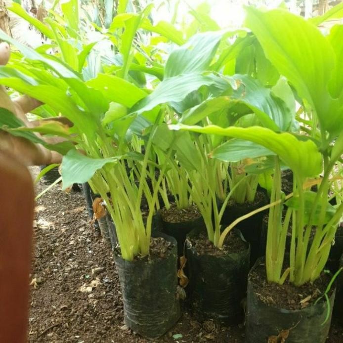 

Terlaris Bibit Kunyit Hitam Zshbat 4441Qe