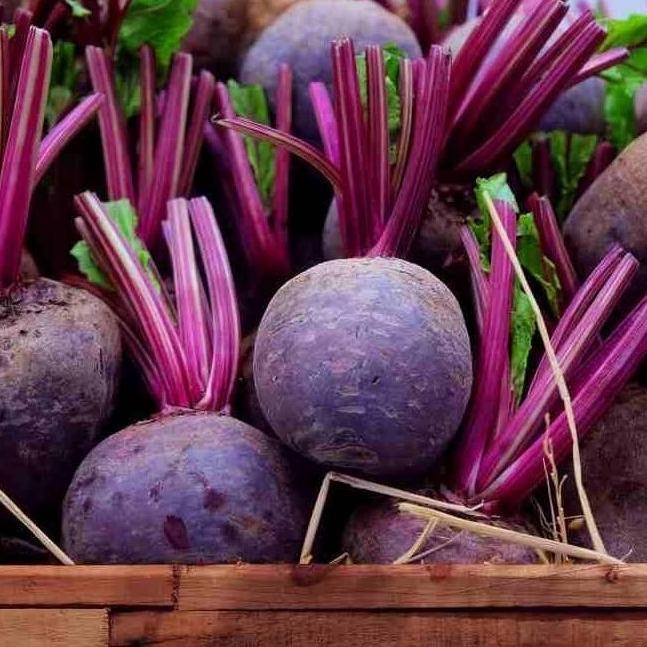 OBRAL BUAH BIT MERAH BIBIT TANAMAN BEET ROOT RED bc ATZZ