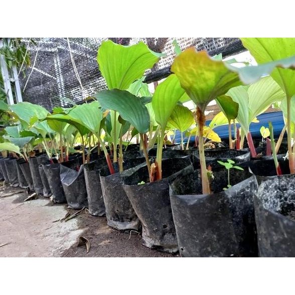 

Terlaris Bibit Kunyit Hitam Asli Curcuma Caesia - Temu Ireng Yiusrs 6073Vj
