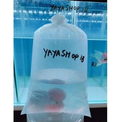 *SIFA* Louhan SRD / SRM ORI Thailand Kualitas Bagus Hiasan Aquarium ZX41