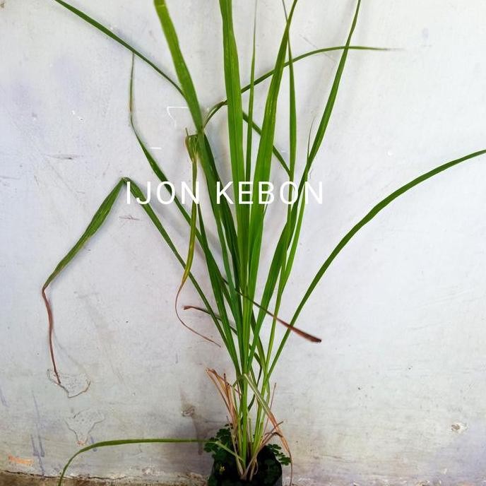 

Terlaris Bibit Tanaman Sereh Atau Serai Wangi Bumbu Penyedap Masakan Alami