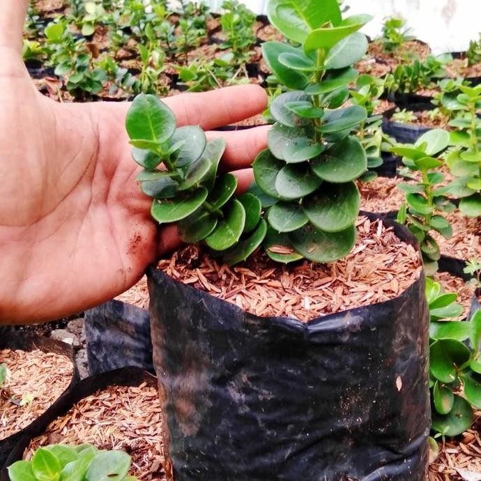 bibit tanaman nataplum buah-bahan bonsai