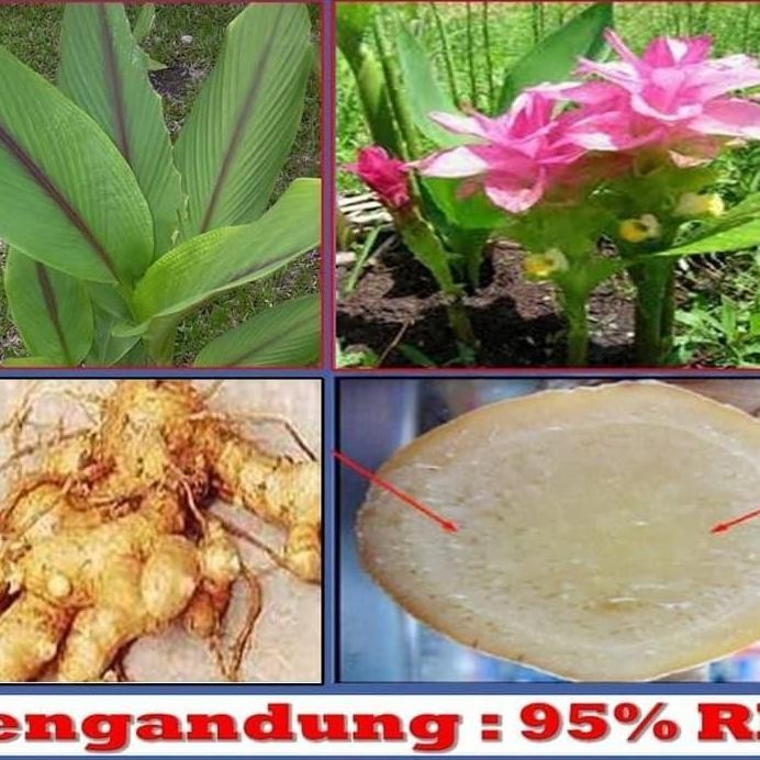 

Terlaris Ready Bibit Temuputih Kunyit Temu Putih Curcuma Zedoria