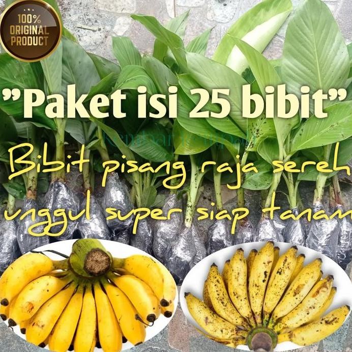

Terlaris Bibit Pohon Pisang Raja Sereh Super (25 Bibit)