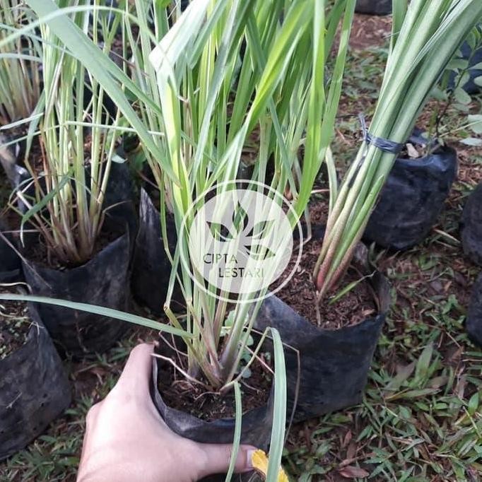 

Terlaris Tanaman Sereh Sayur Bumbu Masak - Bibit Serai Pohon - Sudah Berakar