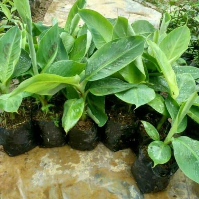 

Terlaris Bibit Pisang Raja Sereh Super