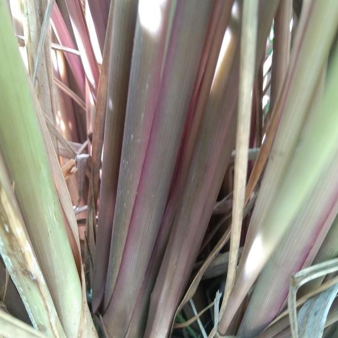 

Terlaris Bibit Sereh Merah Sereh Wulung